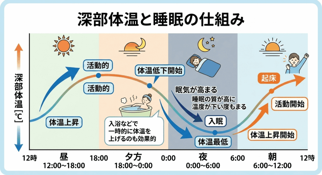 深部体温と睡眠の仕組・体温の上がり下がりを示す図解イラスト