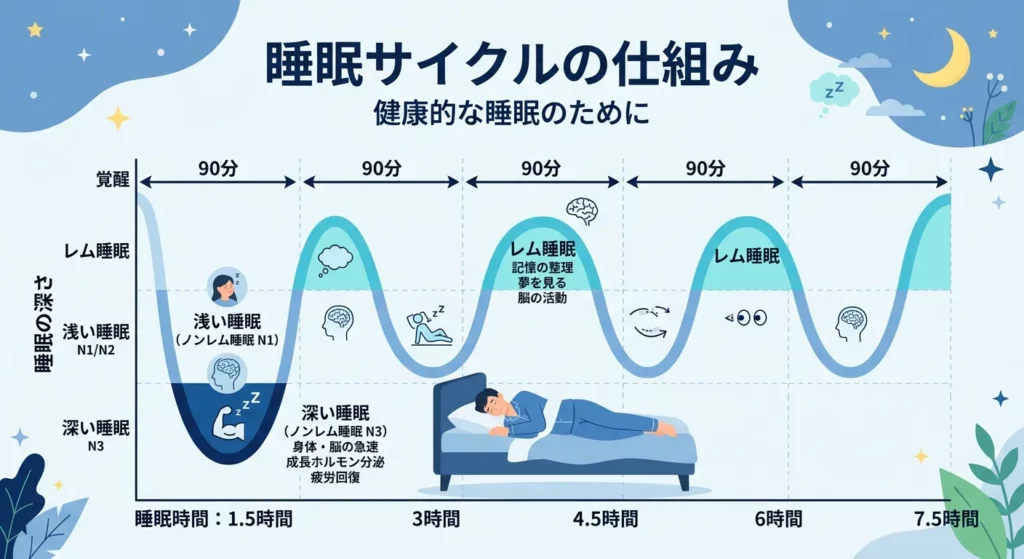 睡眠サイクルの説明図