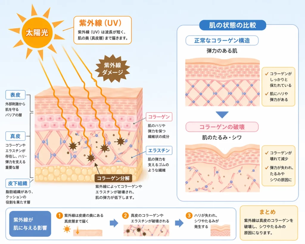 紫外線が肌の奥まで届きコラーゲンを破壊するイメージ図